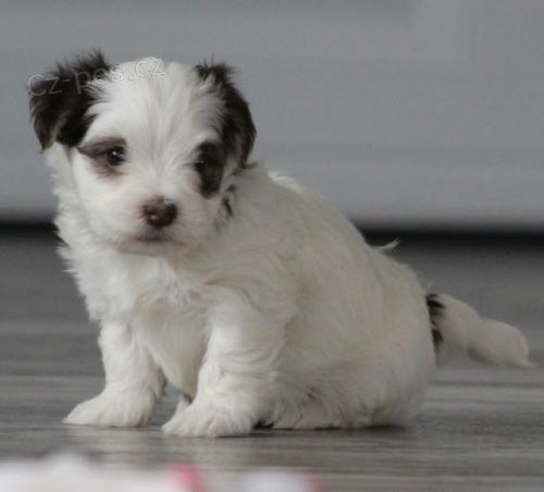 rozko�n� a zdrav� �t���tka havanese k adopci