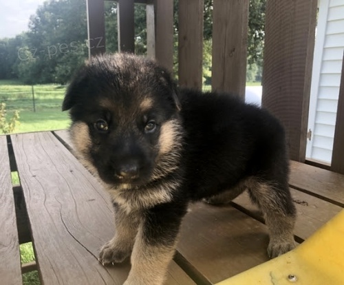 Prod�m �t��ata n�meck�ho ov��ka