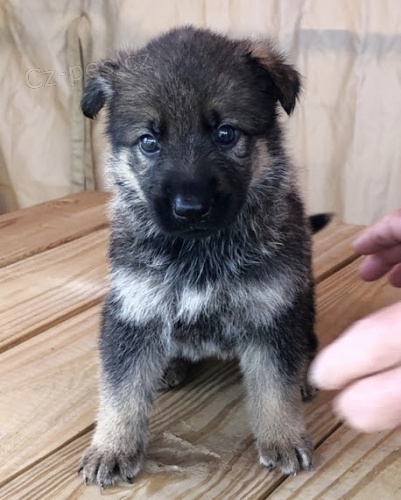 Prod�m �t��ata n�meck�ho ov��ka