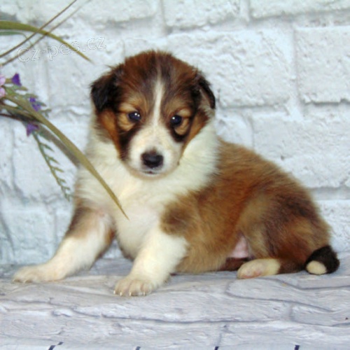 �t��ata �eltie Proto�e jsou v�ichni zdrav� a o�kovan�.