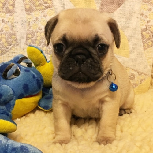 o�kovan� Kr�sn� b�ov� �t��ata mopse na prodej