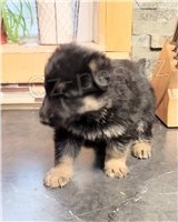 �t��ata n�meck�ho ov��ka.