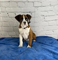 Rozko�n� �t��ata boxer�.