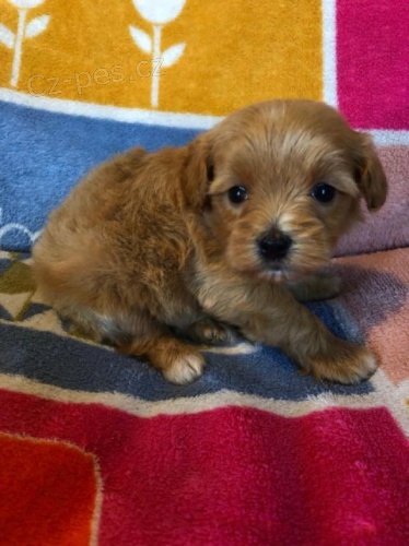 Ohromuj�c� maltsk� �t��ata.