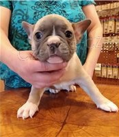 Ohromuj�c� �t��ata francouzsk�ho buldoka.