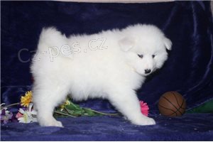 Rozko�n� �t��ata Samoyed.