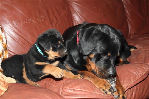 Roztomil� �t��ata rottweiler�.