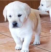 Labrador retriever �t��ata p�ipravena.
