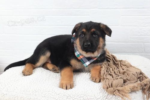 �t��ata n�meck�ho ov��ka p�ipravena.