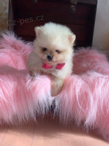 P�kn� pomeransk� �t���tka.