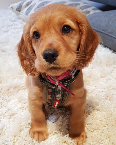 �t��ata kokr�pan�l� k dispozici.