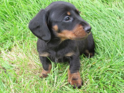 Kr�sn� �t��ata jezev��ka .