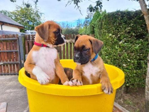 K dispozici �t��ata boxer�.