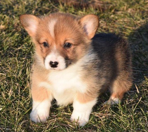 Corgi Pembroke �t��ata.