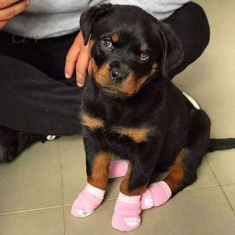 Kr�sn� �t��ata rotvajlera