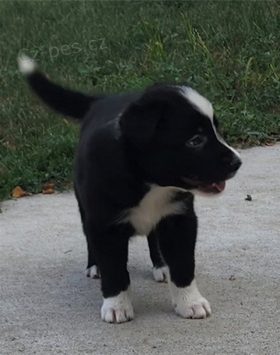 �t��ata border kolie