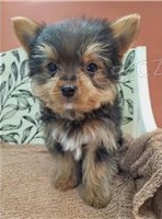 �ajov� ��lek Yorkie �t��ata .