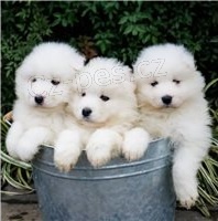 Vycvi�en� �t��ata Samoyed.