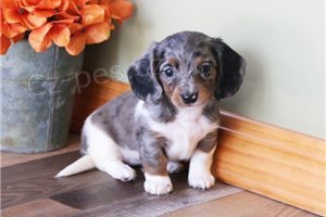 Miniaturn� �t��ata jezev��ka.