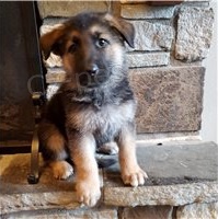 �t��ata n�meck�ho ov��ka k dispozici.