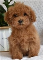 Kr�sn� �t���tka pudl�..