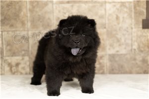 Roztomil� Chow chow �t��ata.,