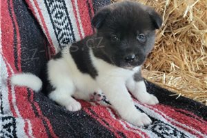 �ist� americk� �t��ata Akita.