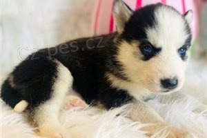 �ist� sibi�sk� husky �t��ata.