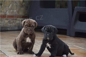 Neapolsk� �t��ata mastifu.