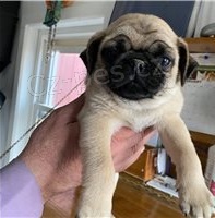 N�dhern� �t��ata mopsl�k�.