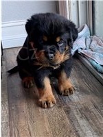 Kvalitn� �t��ata rottweiler�.