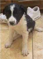 Ohromuj�c� �t��ata border koli�.