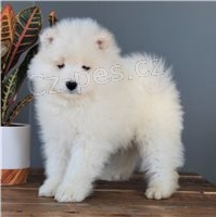 Samoyed �t��ata.