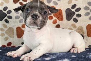 Zdrav� a roztomil� �t��ata francouzsk�ho buldo�ka.