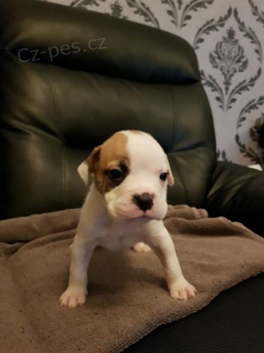 Zdrav� �t��ata americk�ho buldoka.