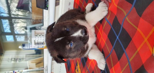 Kr�sn� americk� �t���tka Akita.