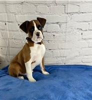 P�kn� a roztomil� boxersk� �t���tka.