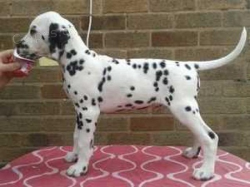 Roztomil� �t���tka Reg Dalmatian.