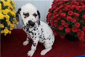 P��telsk� dalmatsk� �t��ata.