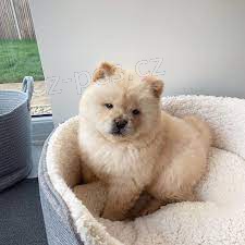 Doma vychov�van� �t��ata Chow Chow.