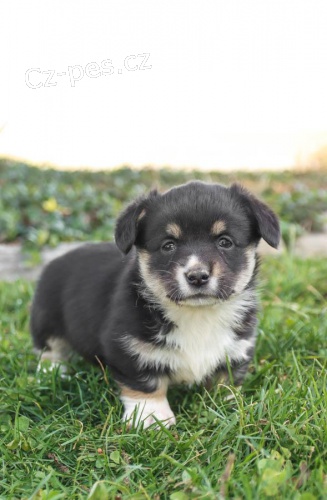 Roztomil� �t��ata Pembroke Welsh Corgi p�ipravena.