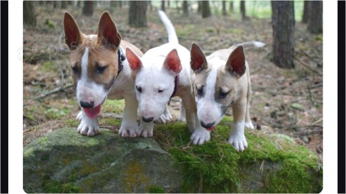 k dispozici �t��ata miniaturn�ch bullteri�r�