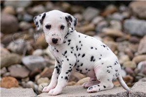 Registrovan� �t��ata dalmatin�.