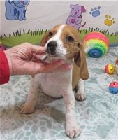 �istokrevn� �t��ata Beagle.