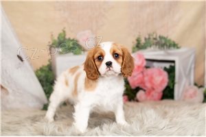 Roztomil� kaval�r King Charles �pan�l �t��ata.