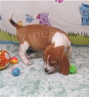 Kr�sn� �t���tka b�gl�.