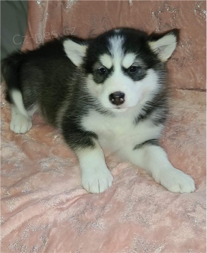 �t��ata alja�sk�ho malamuta