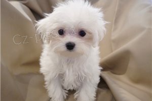 Kr�sn� maltsk� �t���tka p�ipraven� k rehomingu.