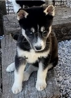 Ohromuj�c� �t��ata sibi�sk�ho husky pro rehoming.