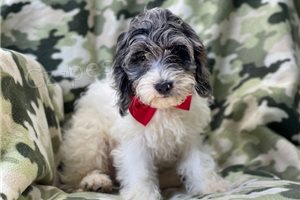 �t��ata pudlu kokr�pan�la.